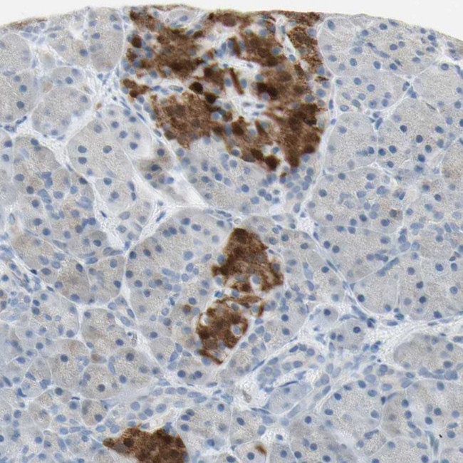 ASB9 Antibody in Immunohistochemistry (Paraffin) (IHC (P))