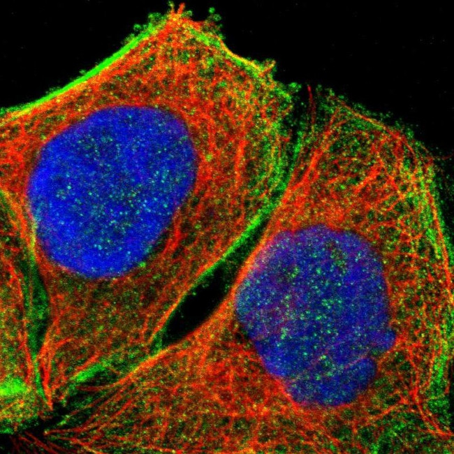 DHRSX Antibody in Immunocytochemistry (ICC/IF)