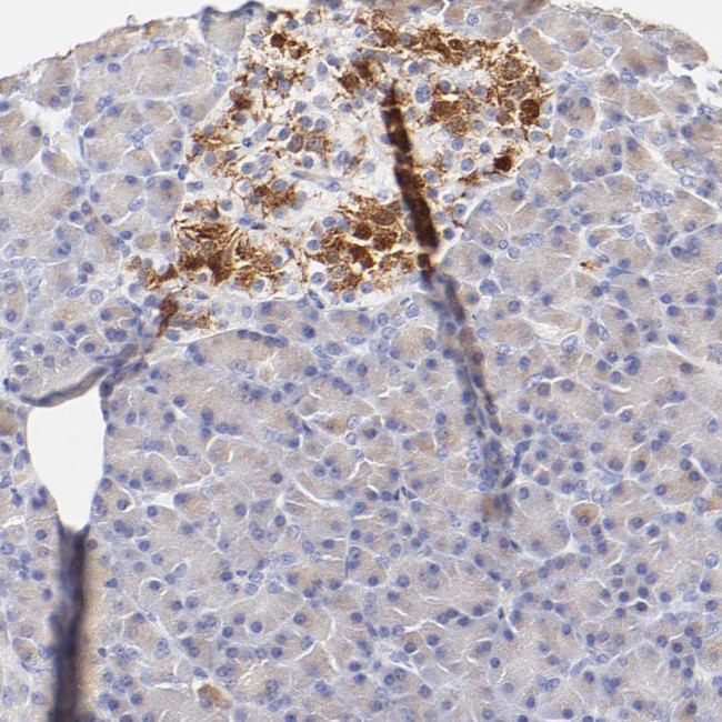 ASB9 Antibody in Immunohistochemistry (Paraffin) (IHC (P))
