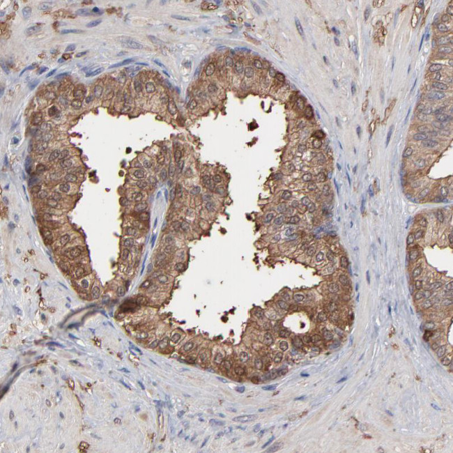 TANGO2 Antibody in Immunohistochemistry (Paraffin) (IHC (P))