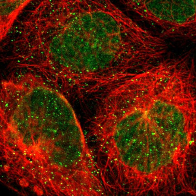 THAP7 Antibody in Immunocytochemistry (ICC/IF)