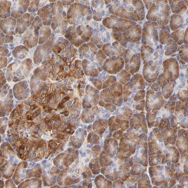 CCDC176 Antibody in Immunohistochemistry (Paraffin) (IHC (P))