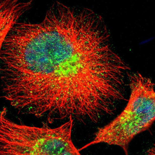 FAM199X Antibody in Immunocytochemistry (ICC/IF)