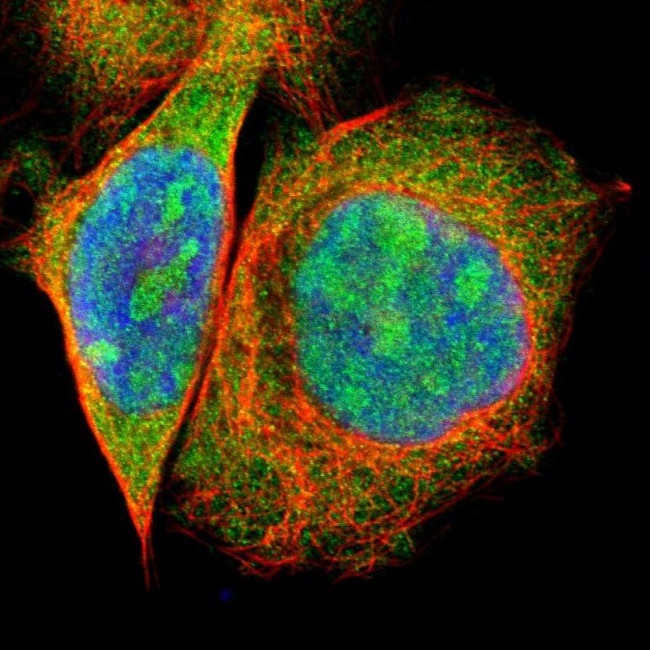 PBDC1 Antibody in Immunocytochemistry (ICC/IF)