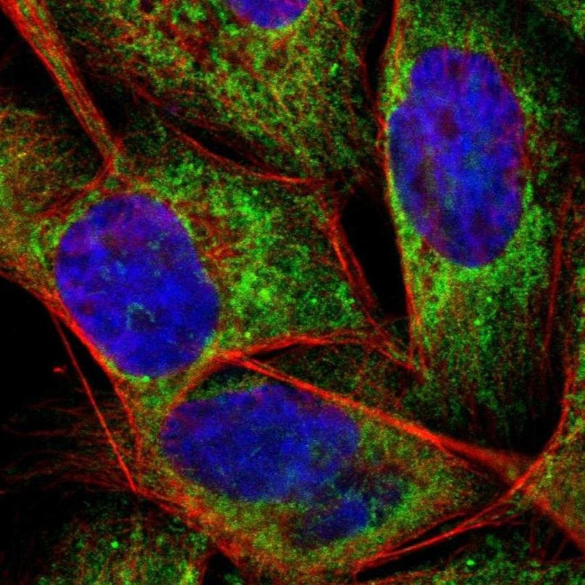 Apolipoprotein O Antibody in Immunocytochemistry (ICC/IF)