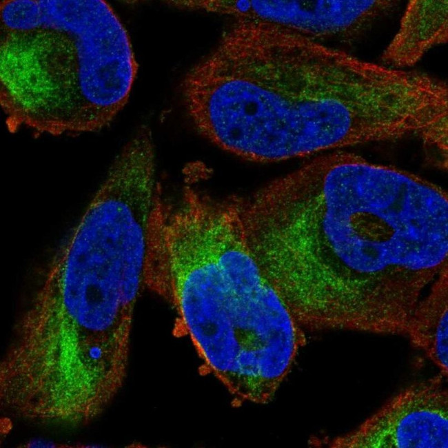 ZFP95 Antibody in Immunocytochemistry (ICC/IF)