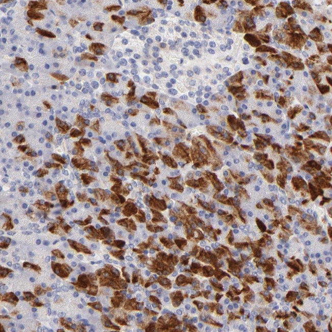 FAM117B Antibody in Immunohistochemistry (Paraffin) (IHC (P))