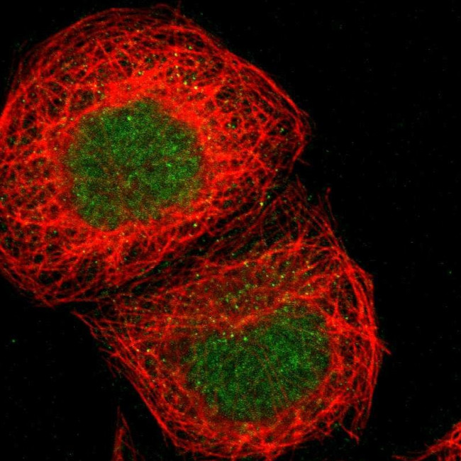 ZNF777 Antibody in Immunocytochemistry (ICC/IF)