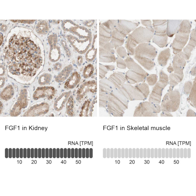 FGF1 Antibody