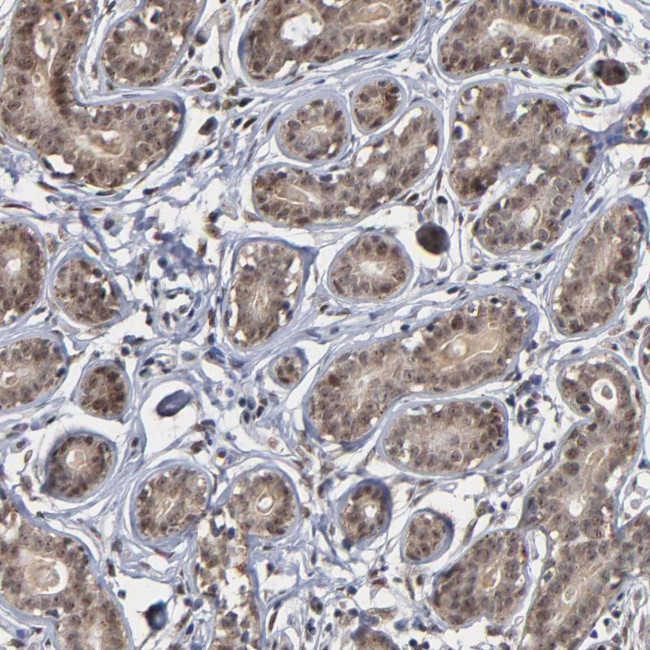 ZNF419 Antibody in Immunohistochemistry (Paraffin) (IHC (P))