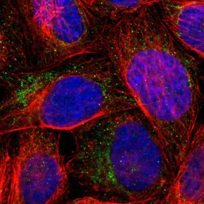 WSB1 Antibody in Immunocytochemistry (ICC/IF)
