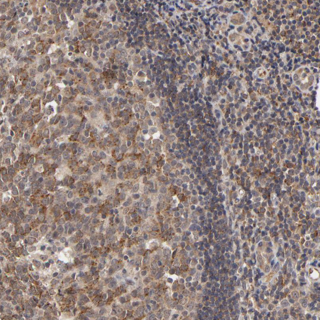 ASB8 Antibody in Immunohistochemistry (Paraffin) (IHC (P))