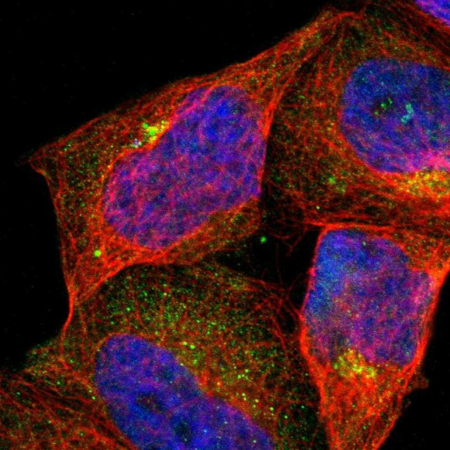 ASB7 Antibody in Immunocytochemistry (ICC/IF)