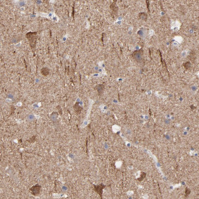 Contactin 3 Antibody in Immunohistochemistry (Paraffin) (IHC (P))