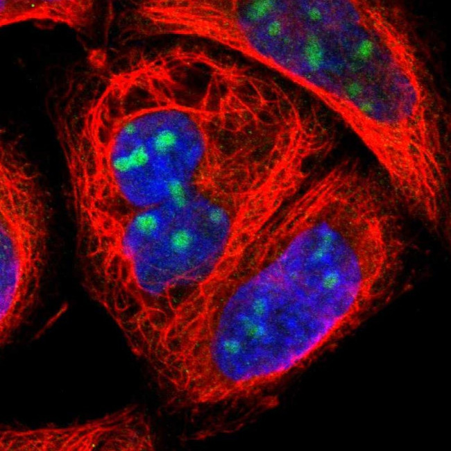 ZNF146 Antibody in Immunocytochemistry (ICC/IF)
