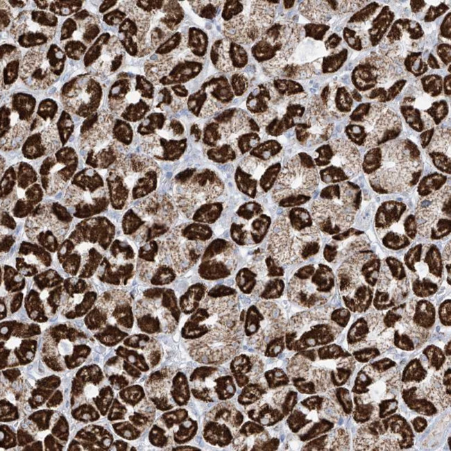XKR3 Antibody in Immunohistochemistry (Paraffin) (IHC (P))