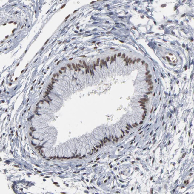 ATF7 Antibody in Immunohistochemistry (Paraffin) (IHC (P))
