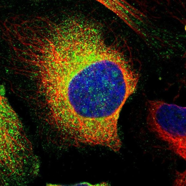 PCNXL4 Antibody in Immunocytochemistry (ICC/IF)