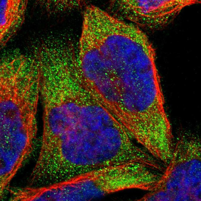 IVNS1ABP Antibody in Immunocytochemistry (ICC/IF)