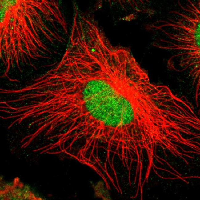 ZNF192 Antibody in Immunocytochemistry (ICC/IF)