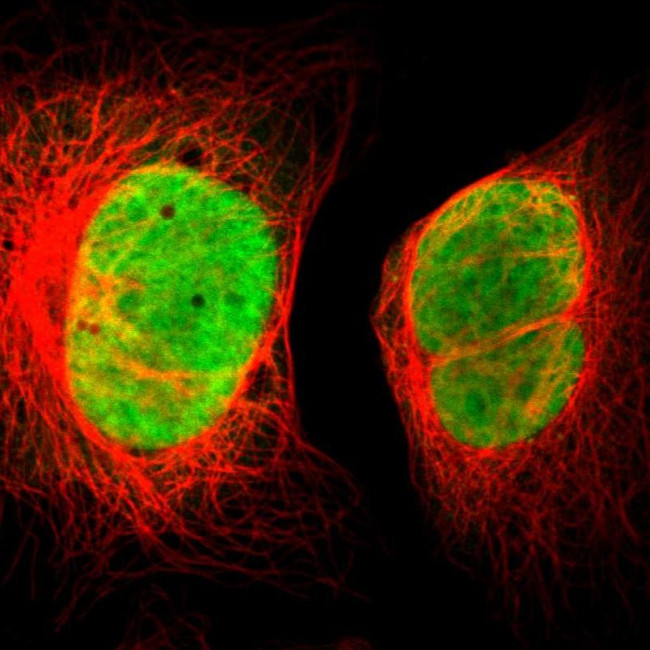 FAM50A Antibody in Immunocytochemistry (ICC/IF)