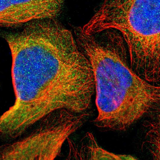 ASMTL Antibody in Immunocytochemistry (ICC/IF)