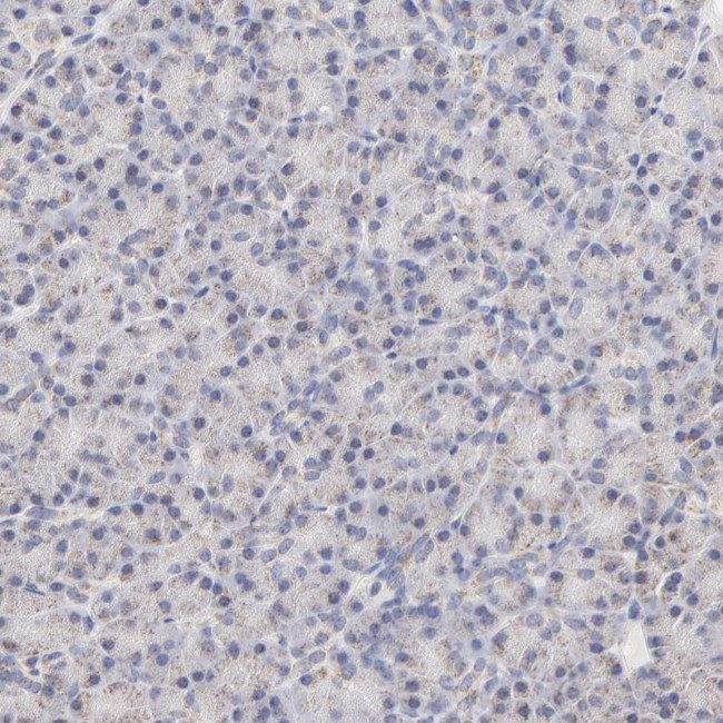 ICT1 Antibody in Immunohistochemistry (Paraffin) (IHC (P))