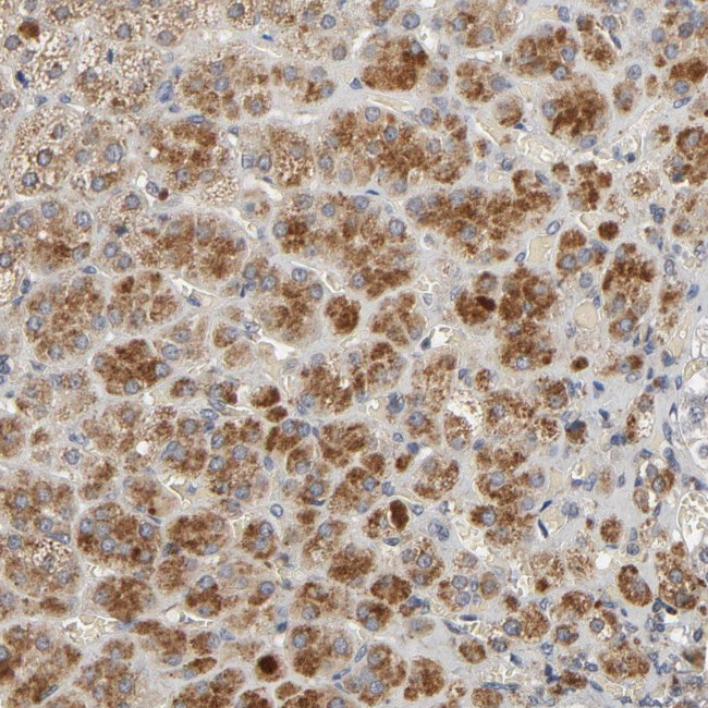 C14orf119 Antibody in Immunohistochemistry (Paraffin) (IHC (P))