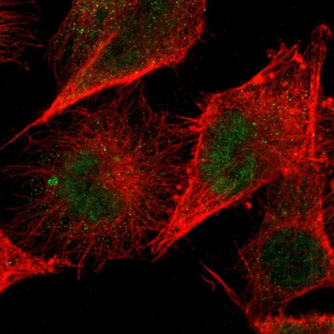 ZNF267 Antibody in Immunocytochemistry (ICC/IF)