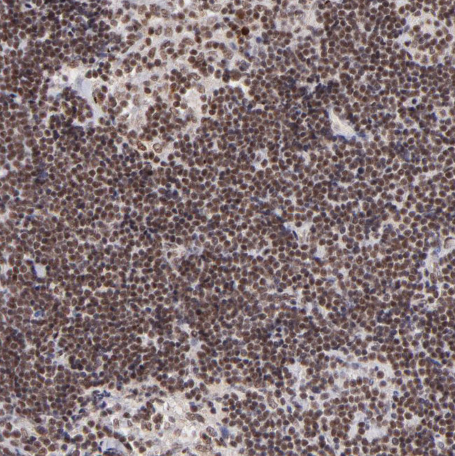 ZFX Antibody in Immunohistochemistry (Paraffin) (IHC (P))