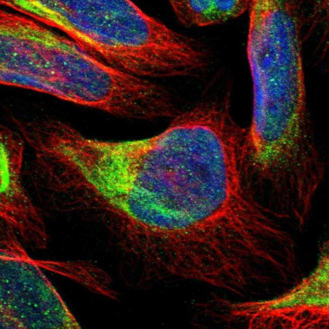 FAM118A Antibody in Immunocytochemistry (ICC/IF)