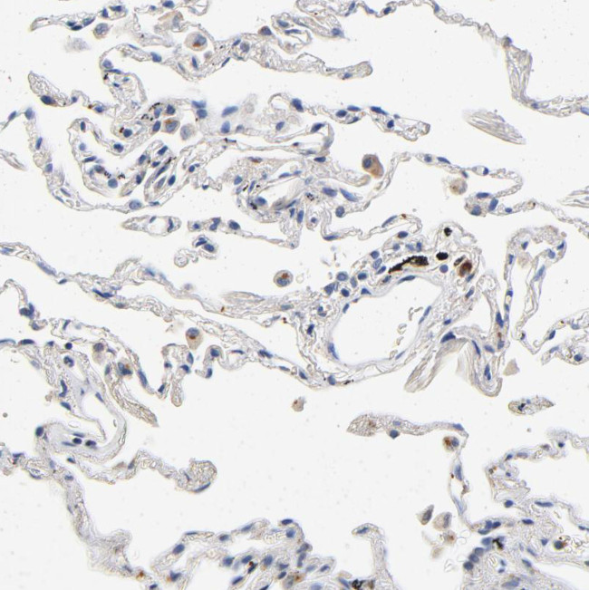 VIP36 Antibody in Immunohistochemistry (Paraffin) (IHC (P))