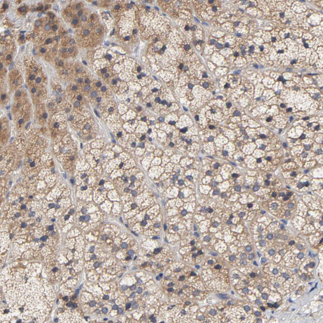 CCDC134 Antibody in Immunohistochemistry (Paraffin) (IHC (P))