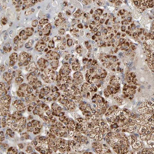 SLC30A9 Antibody in Immunohistochemistry (Paraffin) (IHC (P))