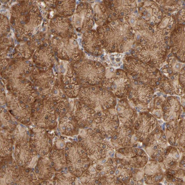GNPTG Antibody in Immunohistochemistry (Paraffin) (IHC (P))