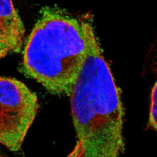 RPS29 Antibody in Immunocytochemistry (ICC/IF)