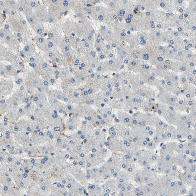 SUSD2 Antibody in Immunohistochemistry (Paraffin) (IHC (P))