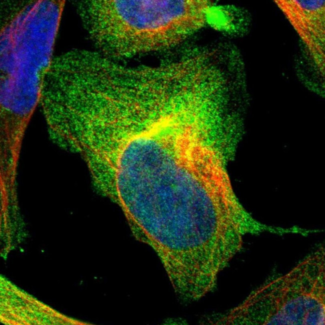 AHNAK2 Antibody in Immunocytochemistry (ICC/IF)