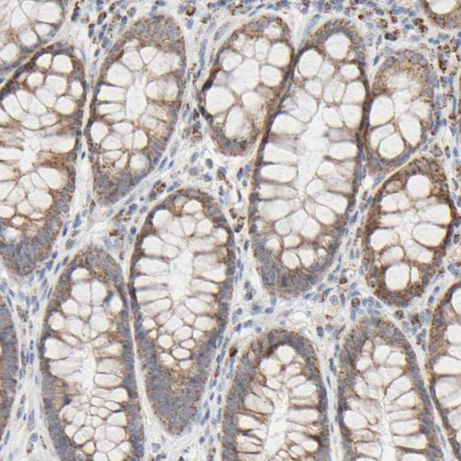 SYT16 Antibody in Immunohistochemistry (Paraffin) (IHC (P))