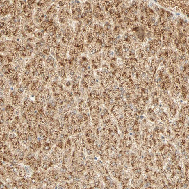 GnRH2 Antibody in Immunohistochemistry (Paraffin) (IHC (P))