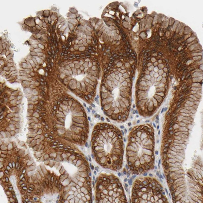ASB6 Antibody in Immunohistochemistry (Paraffin) (IHC (P))