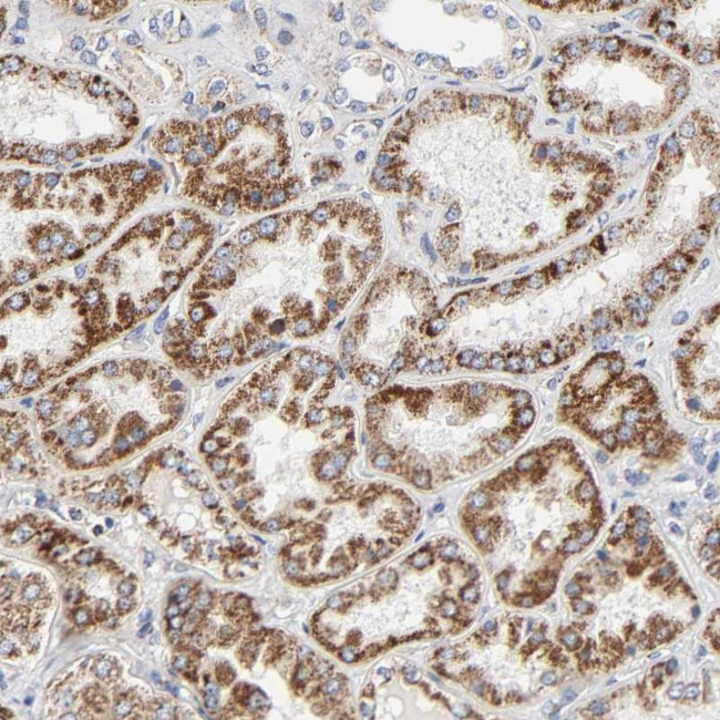 Aminopeptidase O Antibody in Immunohistochemistry (Paraffin) (IHC (P))