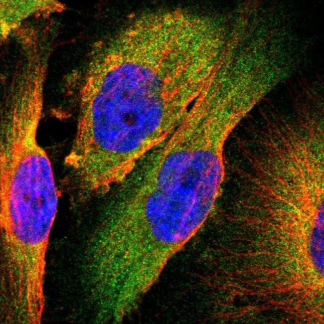 TSC22D2 Antibody in Immunocytochemistry (ICC/IF)