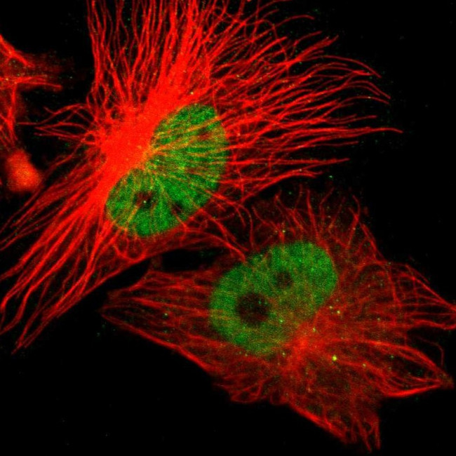 ZNF701 Antibody in Immunocytochemistry (ICC/IF)