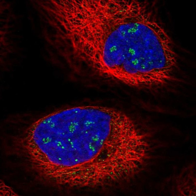 BCAM Antibody in Immunocytochemistry (ICC/IF)