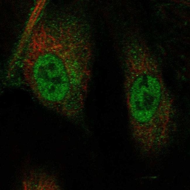 TRIM21 Antibody in Immunocytochemistry (ICC/IF)
