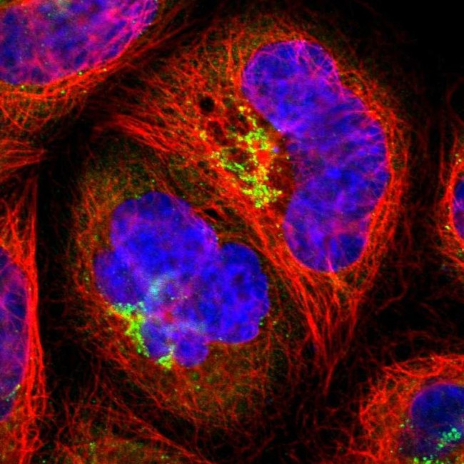 SEC16A Antibody in Immunocytochemistry (ICC/IF)