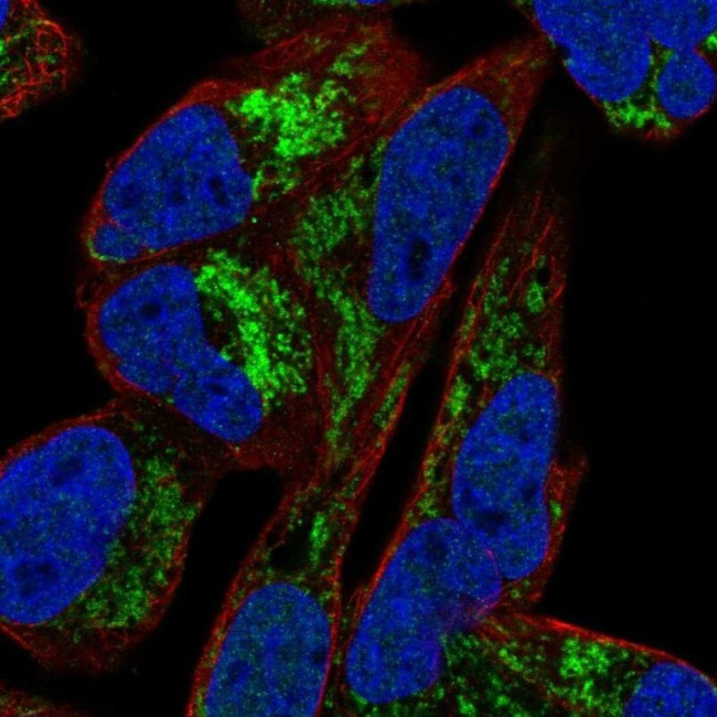 ARMX1 Antibody in Immunocytochemistry (ICC/IF)