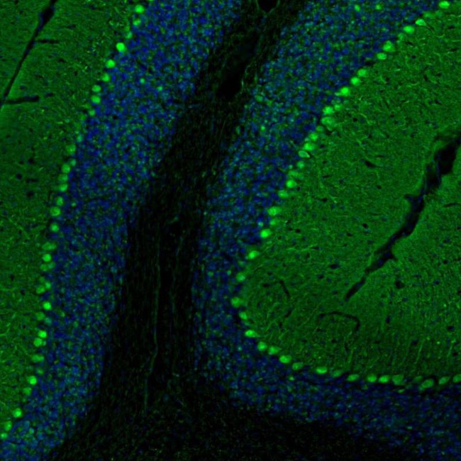 PCP4 Antibody in Immunocytochemistry (ICC/IF)