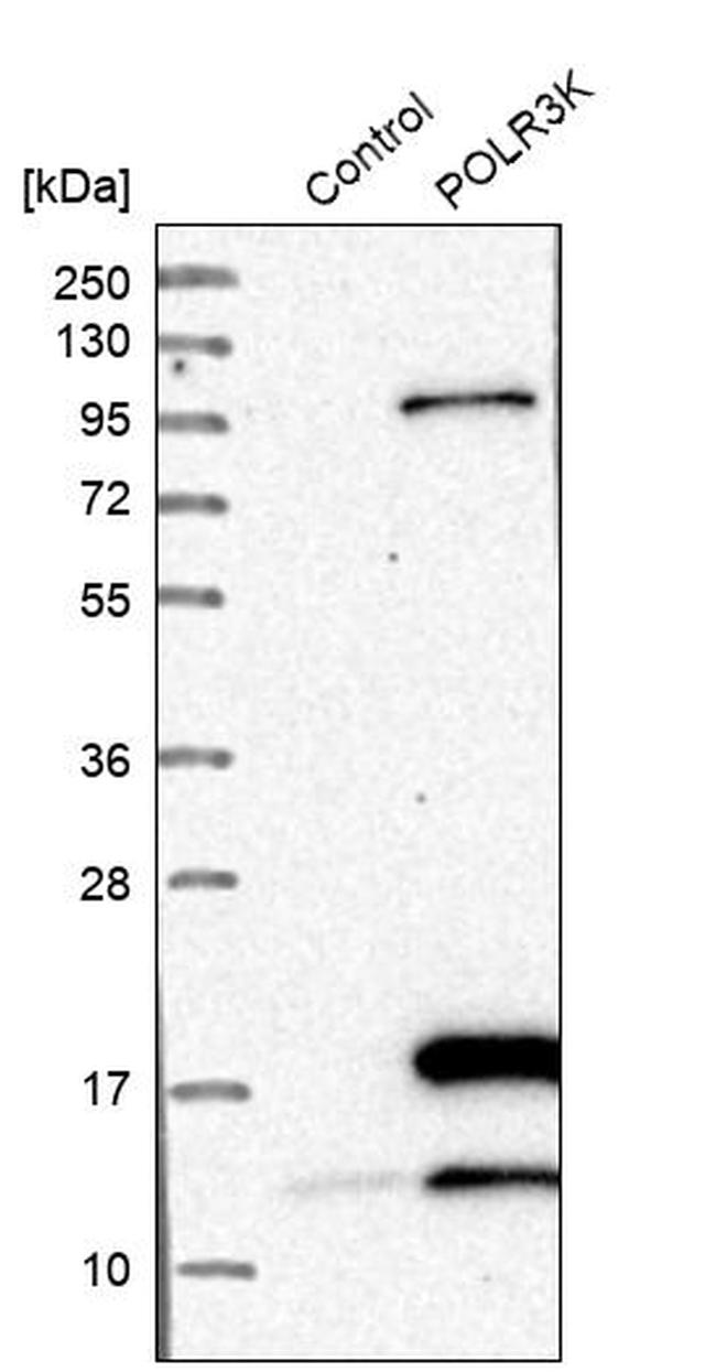 POLR3K Antibody in Western Blot (WB)